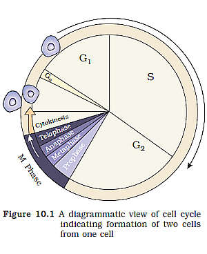 file:///C:/Documents%20and%20Settings/Sanjay/Desktop/bio-fig-10.1.jpg