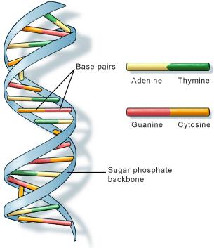 dna Structure of DNA  A double helix
